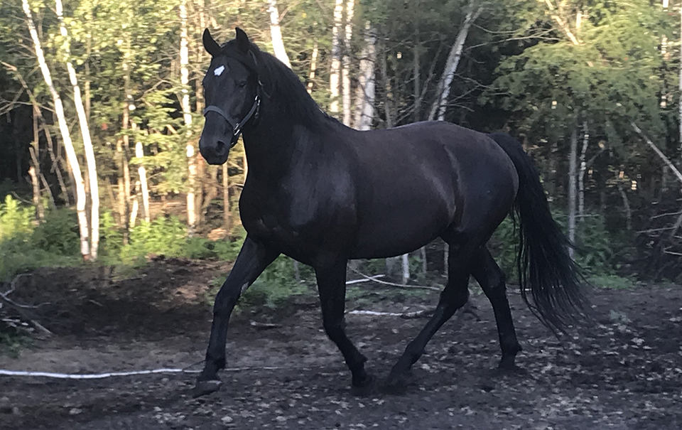 Ranch Ostiguy Lupin Altesse, jument Canadienne