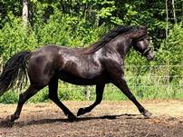 Lou Païs Wasco DeKharma Baïla, jument Canadienne