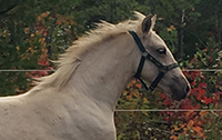Lou Païs Alias Éolia, pouliche canadienne palomino