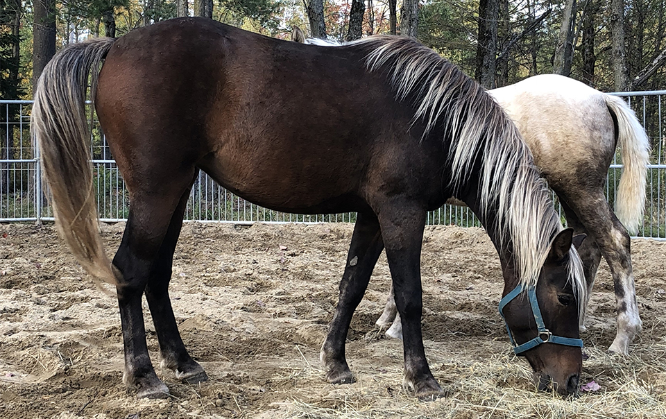 pouliche canadienne à vendre