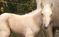 Sarrabelle Alias Flocon, poulain canadien palomino à vendre