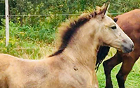 Sarrabelle Alias Fortune, pouliche canadienne buckskin