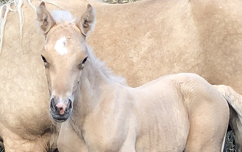 poulain canadien à vendre