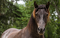 Ranch-L Magic Josée, jument canadienne rabicano