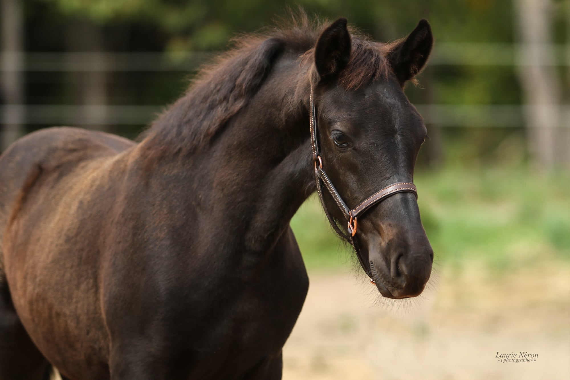 poulain canadien à vendre