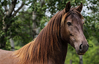 Sarrabelle Kondor Symphonie, jument Canadienne smoky black